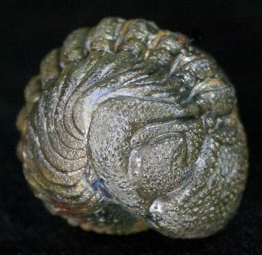 Bumpy, Enrolled Barrandeops (Phacops) Trilobite #11261